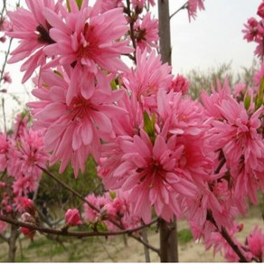 꽃복숭아 나무 특묘 / 경무화도1년생 묘목 /국화꽃모양의 화려한 만첩 도화/ 경무화도/정원수/공원수/, 1개, 1