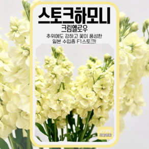 스토크하모니 씨앗 30립 크림옐로우 세계종묘 종자 모종 씨 꽃씨 야생화 스토크 비단향꽃무, 1개