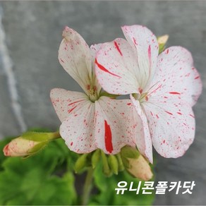 유니콘폴카닷 유럽제라늄