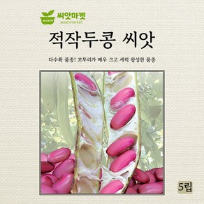 다농 적작두콩 씨앗 5립, 1개