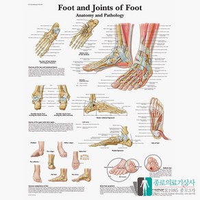 3B Scientific 발관절 인체해부차트 VR1176 Foot and Joints of Foot 발구조 병원액자, 액자없음, 1개