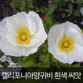 화이트 캘리포니아 양귀비 씨앗 양귀비씨 종자 100알, 1개