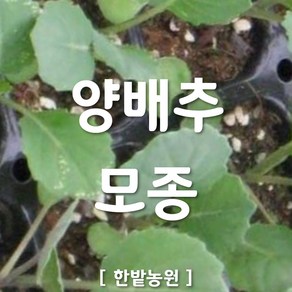 채소 모종 ~ 각종 묘종. 베란다 텃밭 세트 공기정화식물 허브 씨앗 채소모종 ~