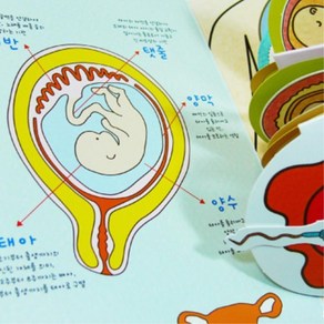 5인용 임신출산 과정카드 만들기 초등 중등 생명과학 성교육 실험세트 돌봄 모둠수업