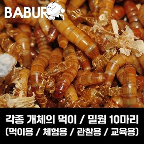 살아있는 밀웜 10마리 / 갈색거저리 유충 / 10마리 소량판매