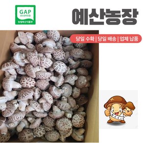 GAP인증 100% 산지직송 특품화고 생표고버섯 대용량표고버섯 급식용 양 많은 화고 표고버섯 고급형 (농장직배송) 화고 이유식 끝내주는 백화고, 화고-1kg, 1개