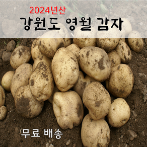 [산지직송]강원도 영월감자 5kg(중) 2024년 햇 수미감자, 중, 1개, 5kg