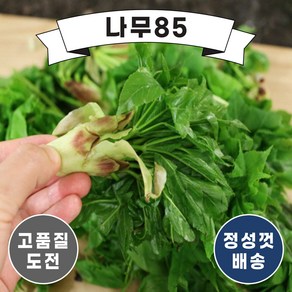 (나무85) 민엄나무 2년 묘목, 5개