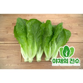 야채의진수 유러피안 상추 통 로메인 샐러드, 1박스, 1kg