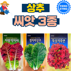 상추 씨앗 3종 세트 적치마 청치마 뚝섬적축면 씨앗 종자 상추씨