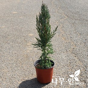 [나무인] 문그로우 키30cm 포트묘 5개