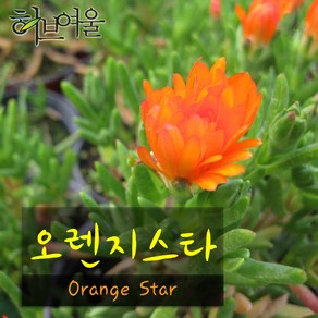 [허브여울송엽국] 오렌지스타(Oange Sta 나무송엽국) 지름 9cm 소품화분, 1개