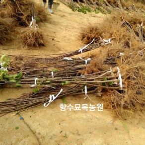 향수팜 돌배나무 접목1년생(산향.석향.수향.토종돌배) 2주 램덤발송, 2개