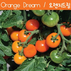 오렌지드림 Oange Deam 희귀 난쟁이 키작은 토마토 수경재배 앉은뱅이 토마토 교육용 체험용키우기 세트