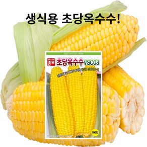 아시아종묘 단맛이 좋고 재배가 용이한 생식용 초당옥수수!, 100개