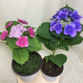 [해피그린 화원] [2개묶음] [색상랜덤발송] 장미수국 블루장미수국 핑크장미수국 수국 수국꽃 꽃식물 꽃화분 반려식물 공기정화식물 식물 179 화원 농원, 2개