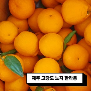 [마트납품용] 못난이 가정용 고당도 노지 한라봉 혼합 1KG 2KG 5KG 10KG, 1박스, 2KG 크기혼합