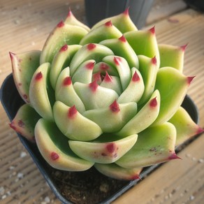 [수암다육] 블루드레곤 랜덤발송 Echeveia agavoides 'Blue Dagon' 랜덤발송 다육 다육이 다육식물 359, 1개