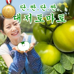 [달하나농수산] 짭짤이 대저 토마토 단짠단짠 고당도 프리미엄 산지직송, 1박스, 500g