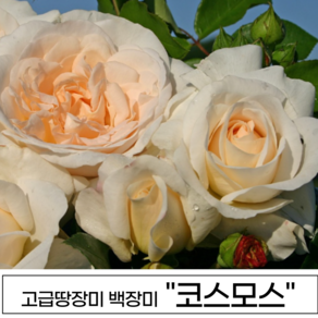 장미나무 3년생 1-2지 독일장미 사계장미 땅장미 정원장미, 1개, 코스모스