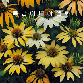 에키네시아 멜로우옐로우 [4포트 복남이네야생화 모종 에키나세아 echinacea], 4개