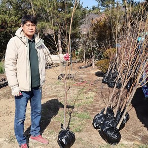 자두나무 묘목 결실주 3년생 4년생 5년생 결실주 왕자두 바이오체리 추희 호무샤, 1개, 추휘자두 3년생