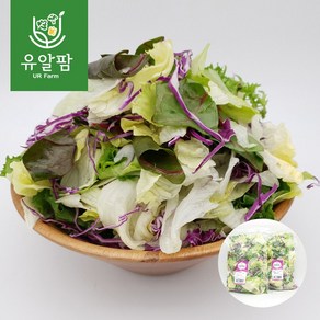 의령농산 유알팜 당일채소 당일제조 당일발송 샐러드1kg 골라담기 9종, 05_스윗 믹스 샐러드 1kg, 1개