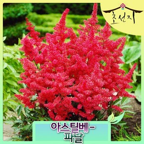 [초선지] 노루오줌 아스틸베 5치포트, 파날, 1개