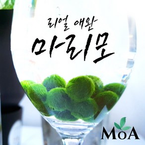 [모던 아쿠아 오픈 특가] 초보자를 위한 키우기 쉬운 마리모 수초 / 모스볼/ 어항 장식 / 구피 수초/ 치어 수초/ 식물인테리어, 1개