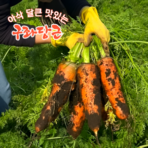 [자체농장직송] 화산흙에서 자란 제주당근 구좌당근 흙당근 햇당근, 1박스, 5kg(특상)