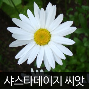 샤스타데이지 씨앗 꽃씨 꽃 shasta daisy seed 1000알