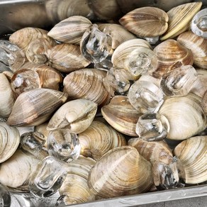 [식품의즐거움] 해감완료 자연산 고창 백합 2kg 3kg 모음, 01. 백합 2kg, 1개