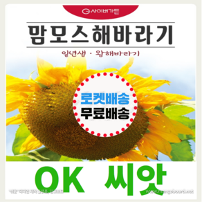 [OK씨앗] [맘모스해바라기] 해바라기씨앗 종자(오케이씨앗), 1개