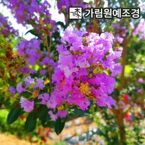 배롱나무 묘목 자금령(보라색꽃) 4치장포트 개화주 백일홍 묘목 가림원예조경