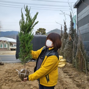 가이즈카 향나무 묘목 수고 1.2m