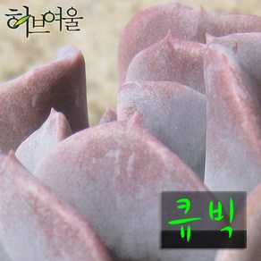 허브여울다육 큐빅 지름 9cm 소품 다육화분, 3개