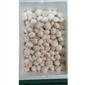 무농약 친환경 부여 꼬마 양송이버섯, 1박스, 1kg