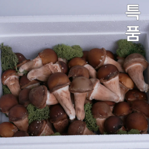 국내산 무농약 참송이버섯 1kg 500g 논산 산지직송 당일수확, 1개, 특품1kg