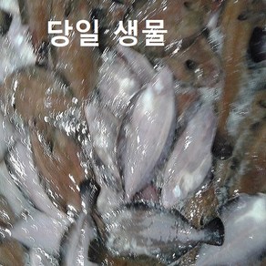 (쌍다리상회)당일생물 가자미 물가자미 3kg 식해 세꼬시, 생물 물가자미 3kg 식해 세꼬시, 1개