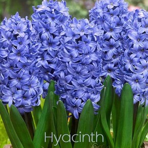 히아신스(Hyacinth )추식 구근 입고 금강원예