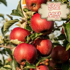 가정용 달콤아삭 청송/안동 부사 혼합 꿀 사과, 1박스, 가정용 사과 혼합과  5kg