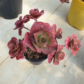 [수암다육] 로스코프 랜덤발송 Aeonium 'Roscov' 다육 다육이 다육식물 수암다육 Succulent 반려식물 국민다육 애완식물 선인장