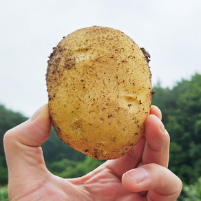 24년 햇감자 강원도 특품 두백감자 중과, 1박스, 1kg