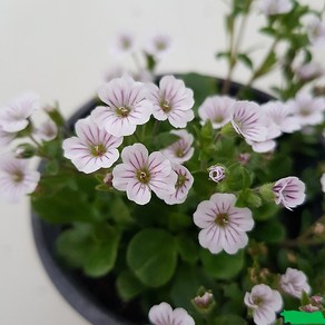 [다온야생화] N5900 이끼용담 (9cm) [랜덤]