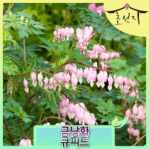 [초선지] 금낭화 큐프드 20센치 분홍 블리딩 하트 신품종, 큐피드 (핑크), 1개