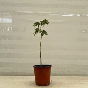 [다은꽃농원]백자귀나무 소품 하얀꽃 미모사 키우기쉬운 실내공기정화식물 인테리어, 1개
