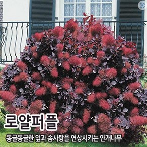 조경수 묘목 /자엽안개나무[로얄퍼플] P9포트묘 CH334
