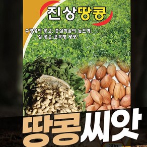 땅콩 씨앗 종자 흰땅콩 진상땅콩 30g, 1개