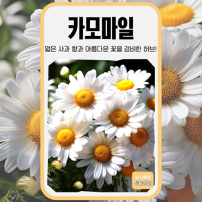 카모마일 씨앗 500립 세계종묘 종자 모종 씨 작물 허브 향신료 캐모마일, 1개