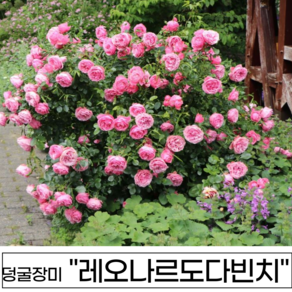 넝쿨장미 나무 3년생 1-2지 독일장미 사계장미 사계넝쿨, 1개, 레오나르도다빈치